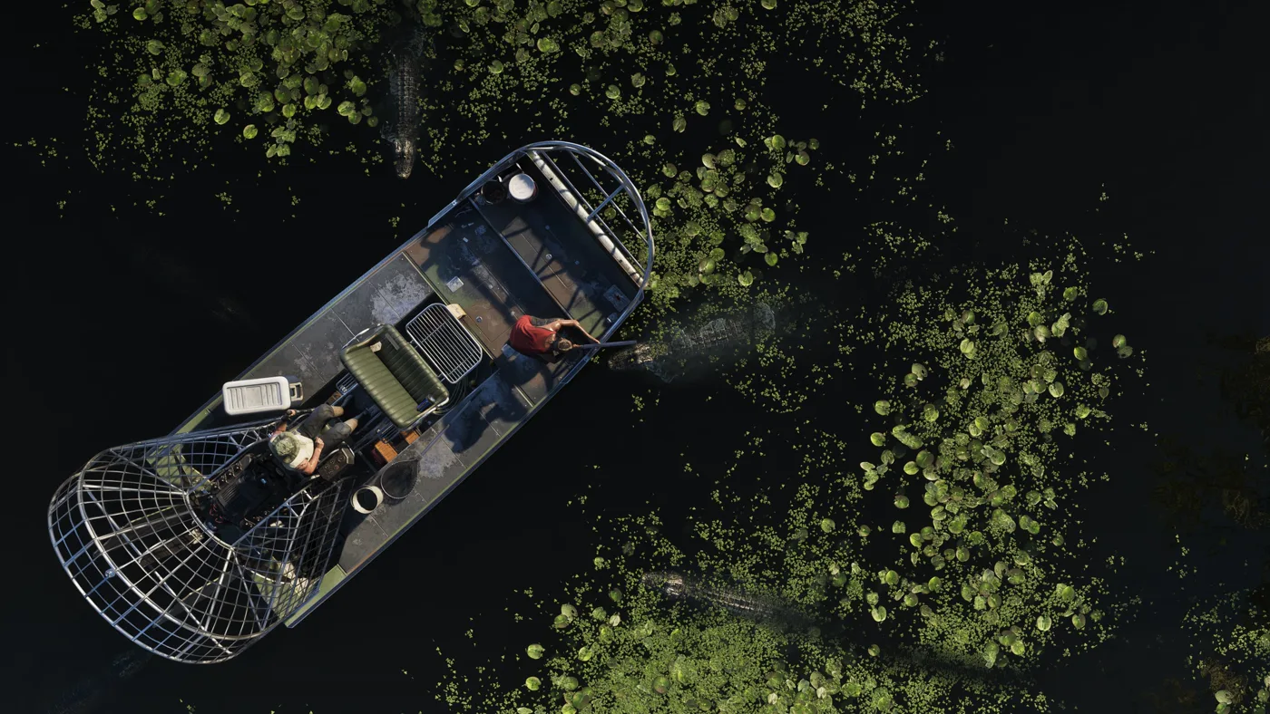 Overhead view of an airboat among alligators in Grassrivers